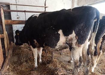 Jałówka wysokocielna