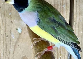 Amadyna wspaniała - samiczka 2025r.