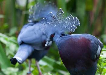 Największe gołebie Świata  Goura victoria