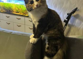 Rodowodowe kotki syberyjskie