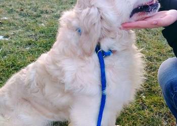 Piękny kremowy Golden Retriever 2 lata bardzo łagodny pies szuka domu