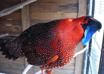 Bażanty Tragopan SATYR, Tragopan czerwony. Ptaki z 2025r