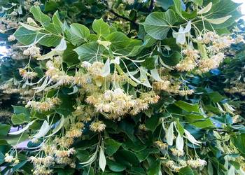 Lipa drobnolistna (Tilia cordata) obwód 16-18 cm, z bryłą – HURT