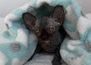 Koteczka sfinks rodowód WCF