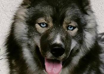 sky szczenięta agouti unikatowe ZKwP