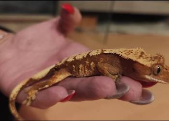 Gekon orzęsiony z wyposażonym terrarium