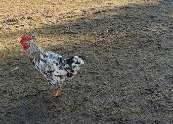 Sprzedam koguty 45zl.