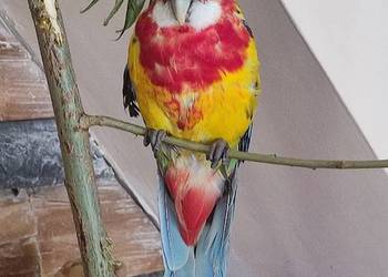 Papuga rozella