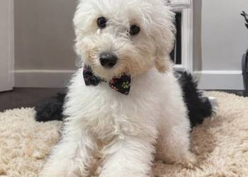 „BAKUŚ” Piesek Rasy PUDEL TOY o umaszczeniu białym