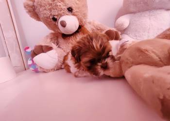 Shih tzu