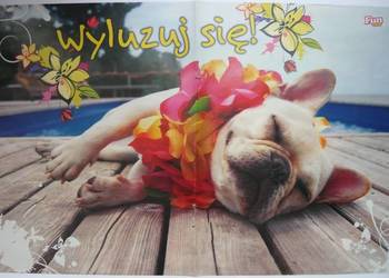 PLAKATY - PIES PSY - WYPRZEDAŻ ŚWIAT PLAKATÓW
