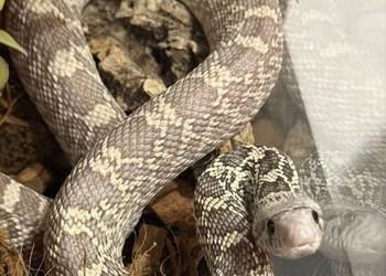 Samica wąż bull snake