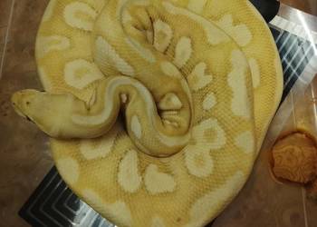 Pyton królewski , gekon lamparci ,gekon gargulcowaty