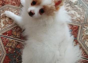 Szpic Miniaturowy Pomeranian - Unikatowe!