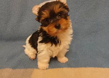 szczeniak york biewer samiec