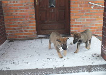 Owczarki niemieckie użytkowe