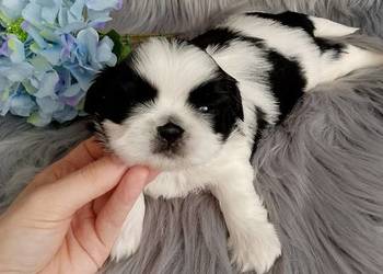 Śliczny piesek rasy shih tzu