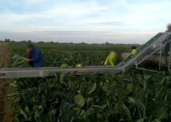 taśmociąg do zbioru kalafiora, brokuła, kapusty i innych warzyw