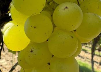 Winorośl deserowa Iza Zaliwska. Sadzonki winorośli.