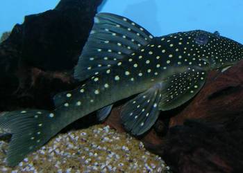 Glonojad L128 - Hemiancistrus - ODŁÓW - WF - WYSYŁKA KURIER