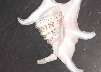 Muszla morska Harpago chiragra 16cm