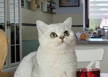 srebrne pointy kocięta brytyjskie