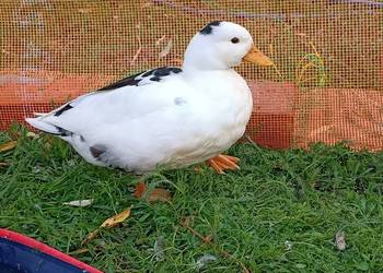 Call duck z wiosny 2026