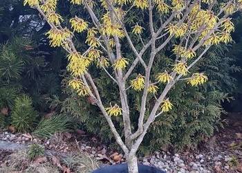 Oczar złotożółty (Hamamelis)