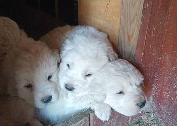 Owczarek podhalański szczeniak pies suczka