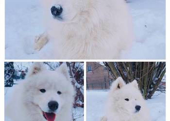 Samoyed piesek  11 miesięcy