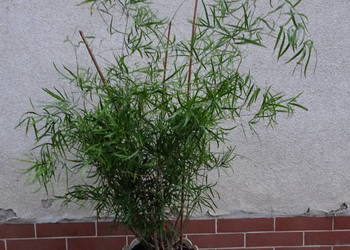 asparagus sierpowaty