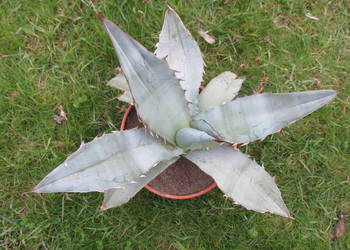 Agave titanota White Ice - agawa tytanowa - sadzonka