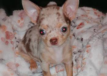 Suczka Chihuahua choco merle tan
