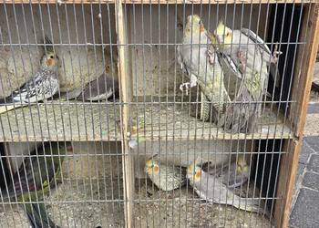 Sprzedam papugi widoczne na zdjęciach