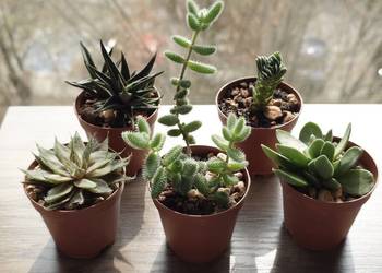 Sukulenty 5 szt kolekcja Crassula kimnachi Haworthia Delosperma