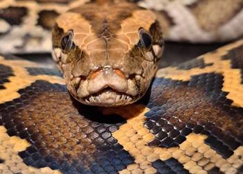 Pyton birmański (tygrysi) samiec classic het granit