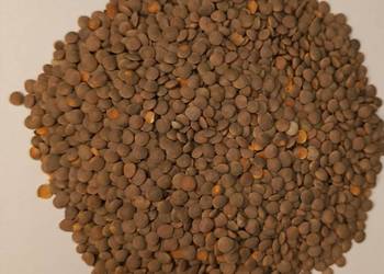 Soczewica brązowa/czerwona Soczewica brązowa/czerwona