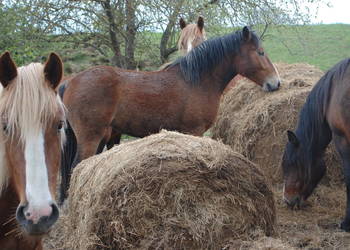 zamiana klacze zimnokrwiste
