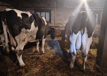 krowy mleczne jałówki cielne