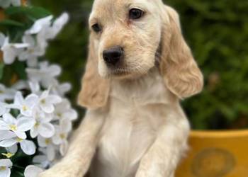 JEDYNA TAKA! Wyjątkowej urody sunia Cocker Spaniel Angielski Orange roan