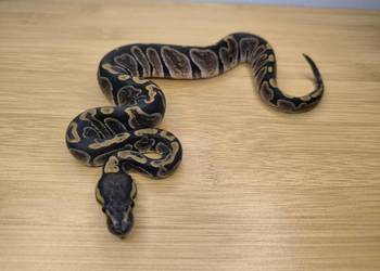 Pyton królewski GHI poss het Genetic Stripe