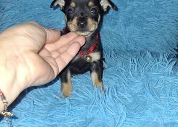 Pinczer ratlerek miniaturka