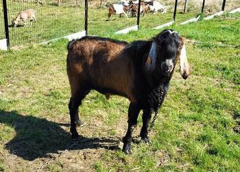 Sprzedam kozła anglonubijskiego