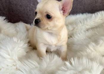 CHIHUAHUA PIĘKNA KRÓTKOWŁOSA SUNIA DO ODBIORU