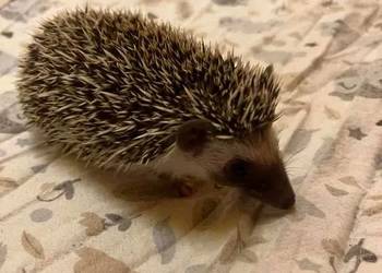Jeż pigmejski samiczka - ciekawska i oswojona | transport na cały kraj