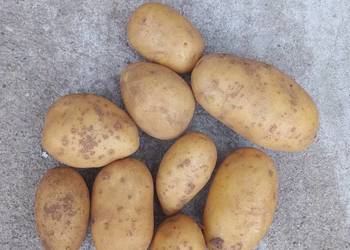 Ziemniaki jadalne QUEEN ANNE