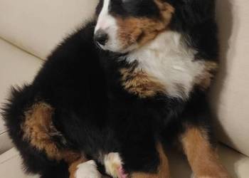 berneńskie psy pasterskie