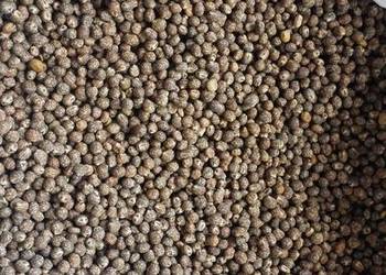 Łubin wąskolistny niebieski gorzki