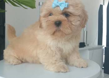 Ostatni piesek rasy Shih-Tzu szuka domku