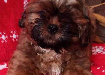 Shih tzu mała czekoladka